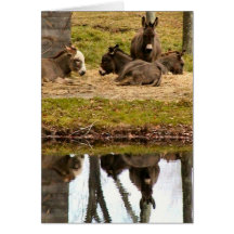 Troupeau Cartes