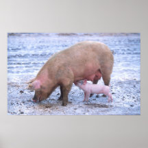 Truie et porcelet poster