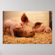 Truie et porcelets poster