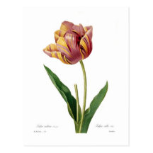Tulipe Cartes Postales