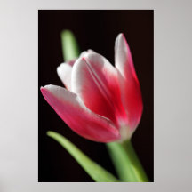 Tulipe paisible affiche