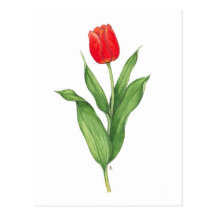 Tulipe rouge carte postale