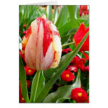 Tulipe rouge et blanche rayonnante carte de vœux