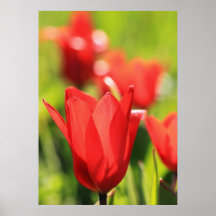 Tulipes Affiches