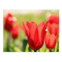 Tulipes Carte Postale