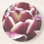 Tulipes crèmes magenta dessous de verres