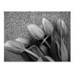 Tulipes dans noir et le blanc carte postale