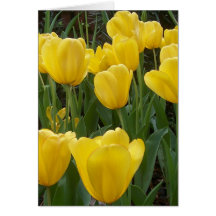tulipes jaunes carte de vœux