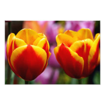 Tulipes Photographies