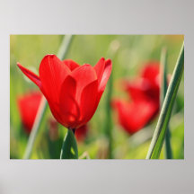 Tulipes Poster