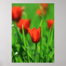 Tulipes Poster