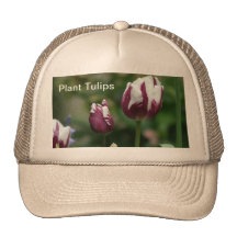 Tulipes pourpres casquettes