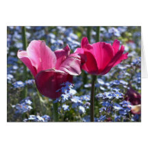 Tulipes roses pendant le matin cartes de vœux