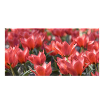 Tulipes rouges cartes avec photo