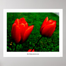 Tulipes rouges (luminescentes) posters