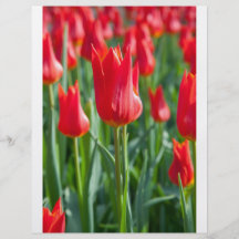 Tulipes rouges prospectus customisé