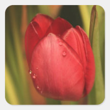 Tulp Sticker