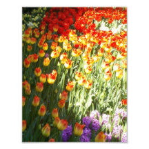 Tulpen Fotoafdrukken