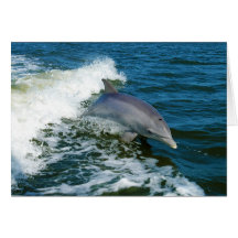 Tursiops Truncatus de dauphin de Bottlenose Carte De Vœux