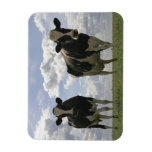 Twee Friesian koeien Rechthoekige Magneet
