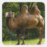 Twee Stickers van de Kameel Humped