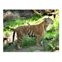 Twee tijgers bij de Dierentuin van San Diego Wenskaart