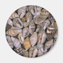 Uiterst kleine shells Shell Koelkast Magneten