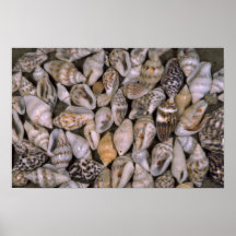 Uiterst kleine shells Shell Posters