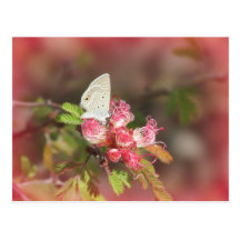 Uiterst kleine Vlinder op het Roze Briefkaart van  Wens Kaarten