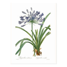 Umbellatus d'Agapanthus Carte Postale