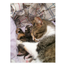 Un amour de mères carte postale