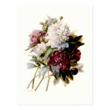 Un bouquet des pivoines par Pierre-Joseph Redouté Carte Postale