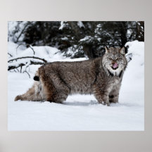 Un Canadien affamé Lynx dans la neige Posters