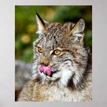 Un Canadien affamé Lynx Affiche