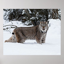Un Canadien de sourire Lynx dans la neige Posters