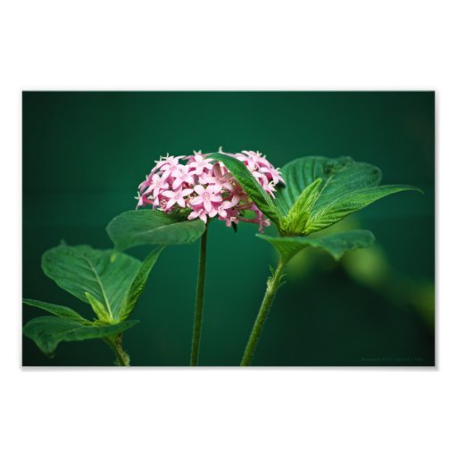 Un contact de rose dans la photo verte