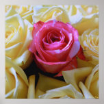 Un d'un amour aimable, jaune unique de rose de ros affiches
