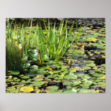 Un monde de grenouille posters