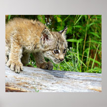 Un petit Canadien curieux Lynx Posters