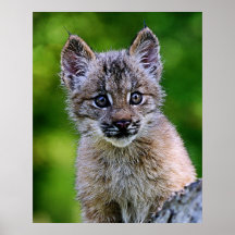 Un petit chaton mignon de Lynx de Canadien Posters