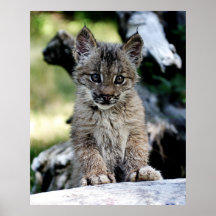 Un petit chaton mignon de Lynx de Canadien Poster