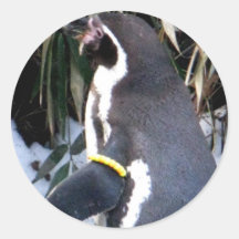 Un pingouin reconnaissant adhésif rond