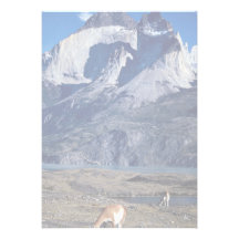 Un troupeau de guanacos, parc national de Torres d Cartons D'invitation
