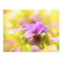 Une fleur pourpre simple de cresson de roche carte postale