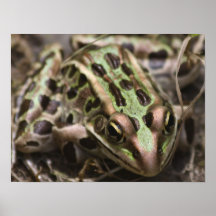 Une grenouille de léopard du sud posters