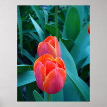 Une paire de tulipes pour des personnes dans l'amo posters