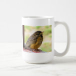 Une semaine vieux Robin sur une perche Mug À Café