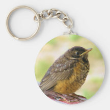 Une semaine vieux Robin sur une perche Porte-clef