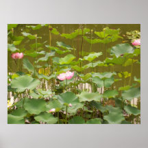 Usines de Lotus en jardin public, Chengdu, Chine Affiche