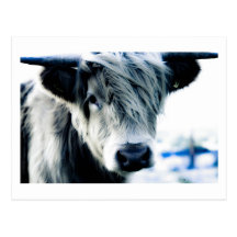 Vache des montagnes cartes postales